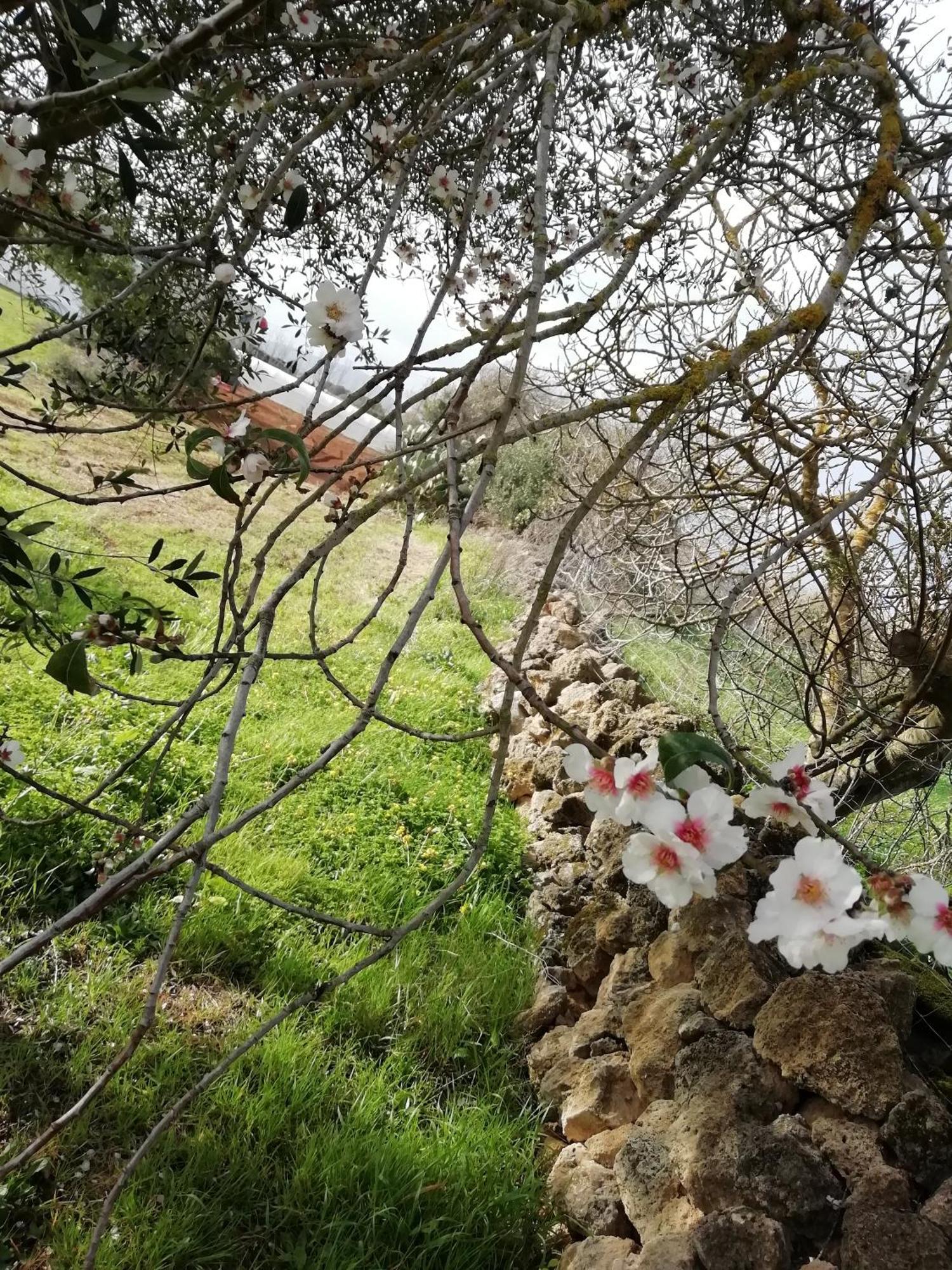 El Matorral Bed and Breakfast Αλγκέρο Εξωτερικό φωτογραφία