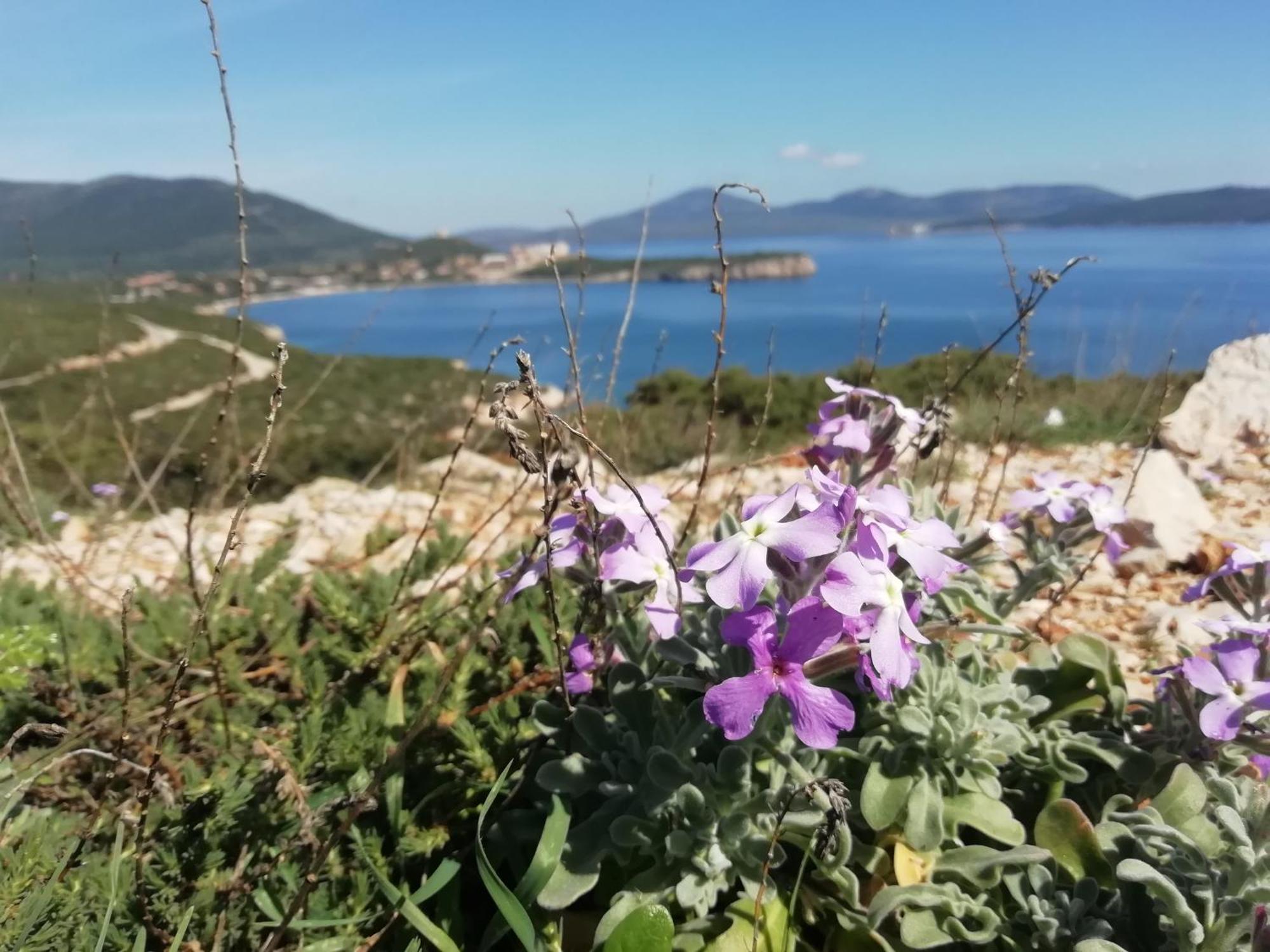 El Matorral Bed and Breakfast Αλγκέρο Εξωτερικό φωτογραφία