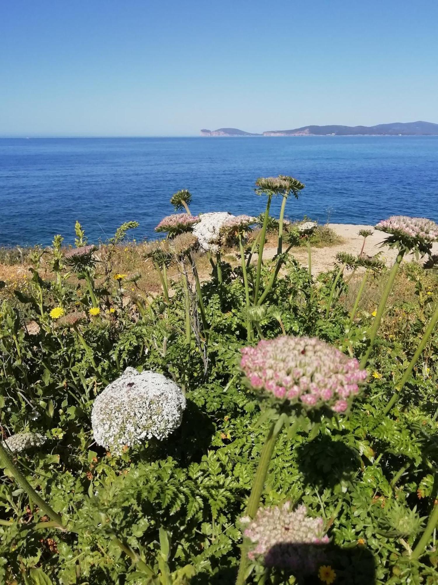 El Matorral Bed and Breakfast Αλγκέρο Εξωτερικό φωτογραφία