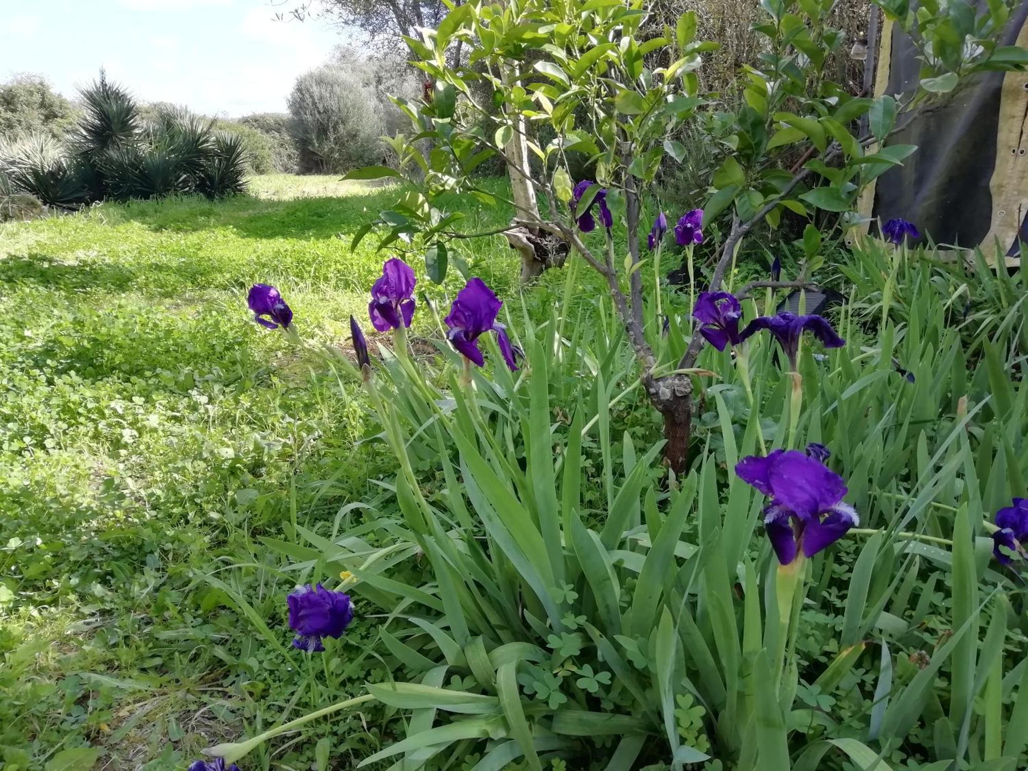 El Matorral Bed and Breakfast Αλγκέρο Εξωτερικό φωτογραφία